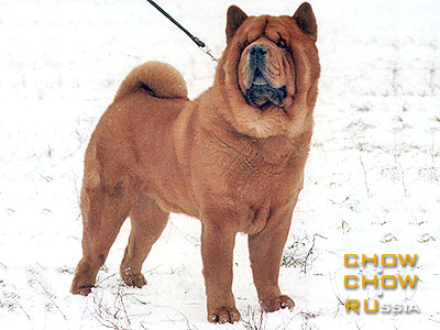 Chow-chow DENORVIK ALF GORDON SHAMUEY. -    