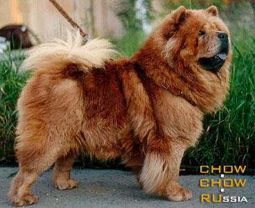 Chow-chow DEYANIRA. - 