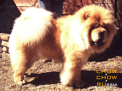 Chow-chow DGULIDEIL BARYNYA. -  