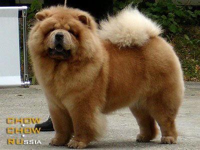 Chow-chow DGULIDEIL EMANUEL. -  