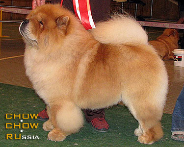 Chow-chow DGULIDEIL FAVORIT. -  