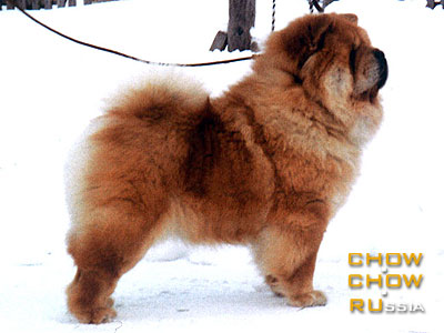 Chow-chow DGULIDEIL ORANZHEVOE SOLNTSE. -   