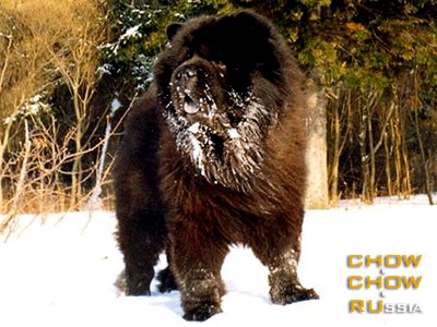 Chow-chow DGULIDEIL ORIGINAL. -  