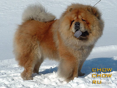 Chow-chow DGULIDEIL SIBIRSKY SMAK. -   