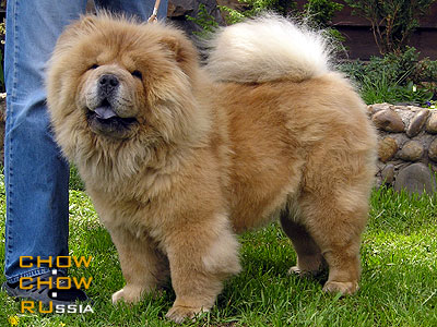 Chow-chow DGULIDEIL TAKAYA FIFA. -   