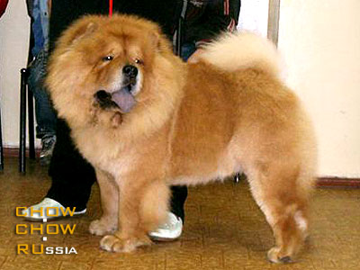 Chow-chow DGULIDEIL TS-CACIB SHOW. -   