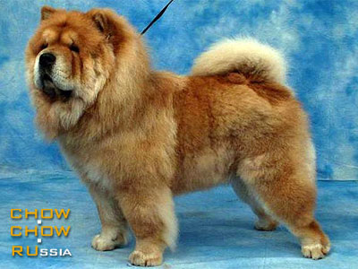 Chow-chow DGULIDEIL TSAREVICH S BAIKALA. -    