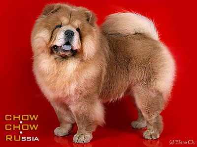 Chow-chow DGULIDEIL TSAY SHEN. -   