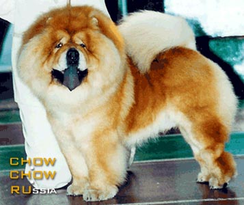 - . Chow-chow DOMINIK