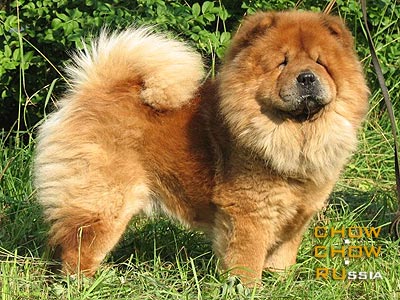 Chow-chow DON HUAN. -  