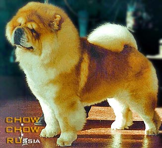 -  . Chow-chow DREIK BONIFATSY