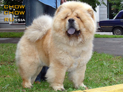 Chow-chow DREVNIY MIF ZHELANNIY PRIZ. -    