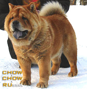 Chow-chow EIRIK FORTUNATOVICH. -  