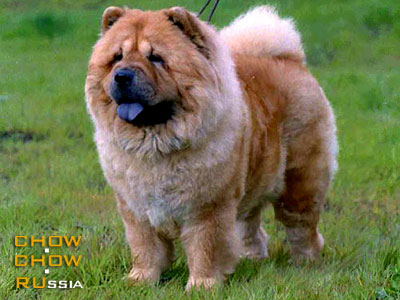 Chow-chow ELISSA. - 