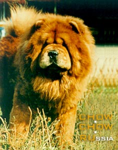 Chow-chow ENDY PERLA PODKRKONOSI