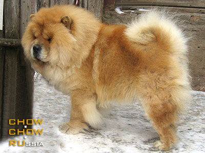 Chow-chow ERMAK. - 