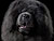 - chow-chow
