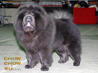 Chow-chow EST TAKOY PAREN OT SIBIRSKOGO MEDVEDJA. -      