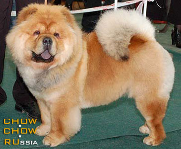 Chow-chow EXOTIKA SIBIRI IZ SOZVEZDIYA DEVY. -     