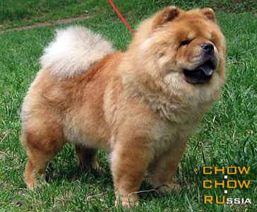 Chow-chow EZHENKA. - 