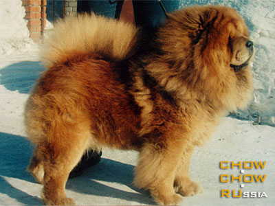 Chow-chow FARAON IZ RYZHEI STAI. -    