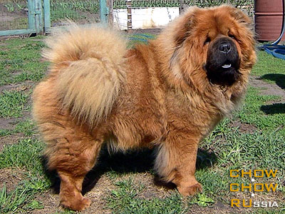 Chow-chow FAY SIN ZHEN YAN TANTSAY. -     