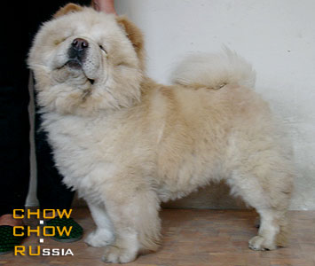 Chow-chow FIONA. - 