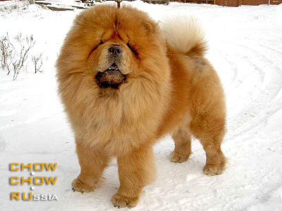 Chow-chow FLESH FENIMOR KUPER. -   