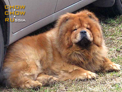 Chow-chow FREDY. - 