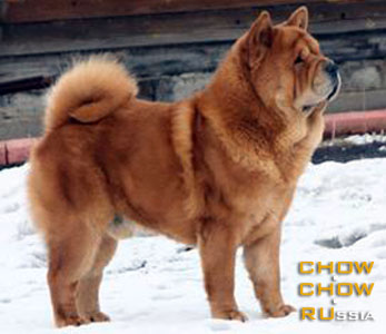 Chow-chow FRENCH KISS SMOOTH VIRTA VALO. -     