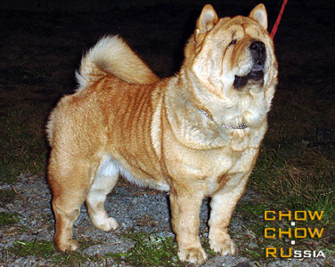 Chow-chow GALATEYA STARK. -  