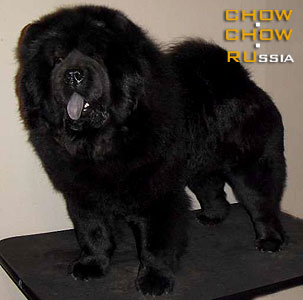 Chow-chow GARMONIYA NOCHI IZ RYZHEI STAI. -     