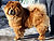 ���-��� chow-chow