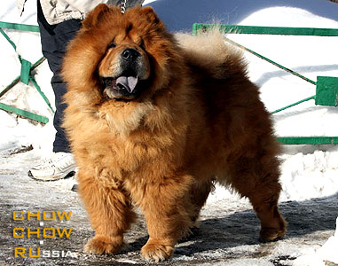 ���-��� ���� � �������� ������. Chow-chow GASHA S SERGIEVA POSADA