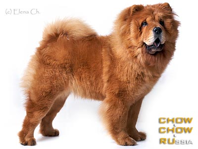 Chow-chow GIANEYA BEATRIS BENUA. -   