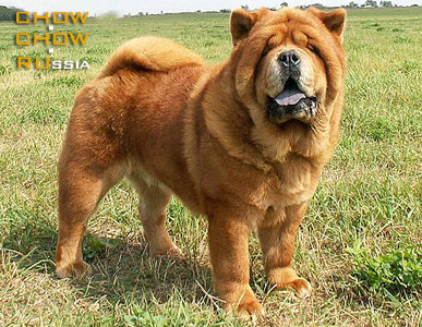 Chow-chow GINTARAS SMOOTH CUNAMI. -   