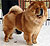 - chow-chow