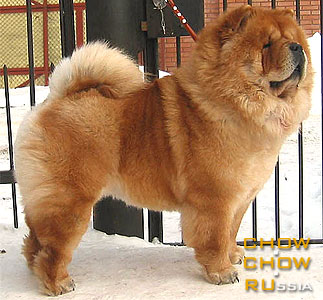 Chow-chow GLORIYA DAY. -  