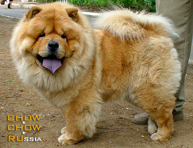 Chow-chow GRACIYA MONA. -  