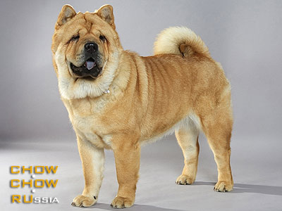 Chow-chow HAKARRI SUSSUMI JAMADORI. -   .