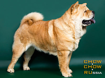 Chow-chow HJORIS YAHI OMI. -   .