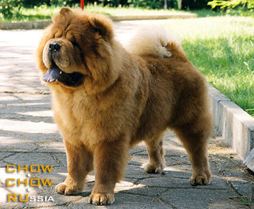 Chow-chow HONILAND A'I AM BOSS. -    