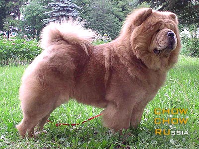 Chow-chow HONILAND AIRIS LILAC. -   