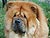 - chow-chow