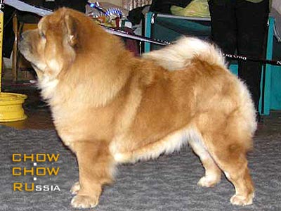 Chow-chow HONILAND DAME FORTUNE. -   