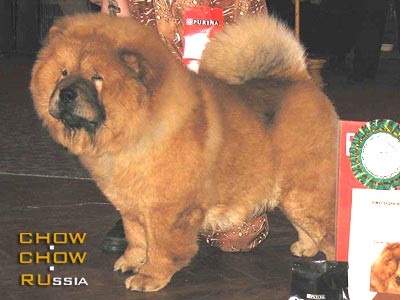 Chow-chow HONILAND DARING  KNIGHT. -   