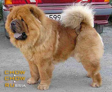 Chow-chow HONILAND DASH ATTACK. -   