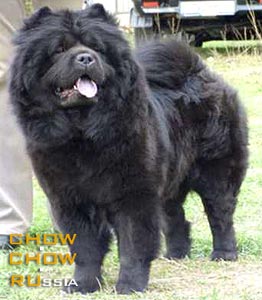 Chow-chow HONILAND GODDESS NIGHT. -  C 