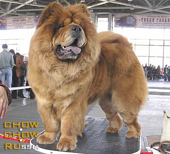 Chow-chow HONILAND GOLDEN GEISHA. -   