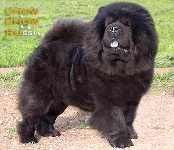 Chow-chow HONILAND GRAND PRIX. -   
